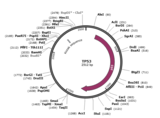 pCMV-ABCG2