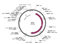 pCMV-ABCG2